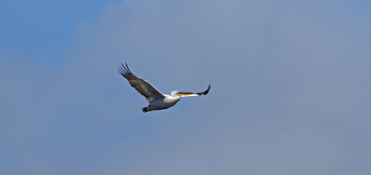 pelikán kadeřavý - ML618259273