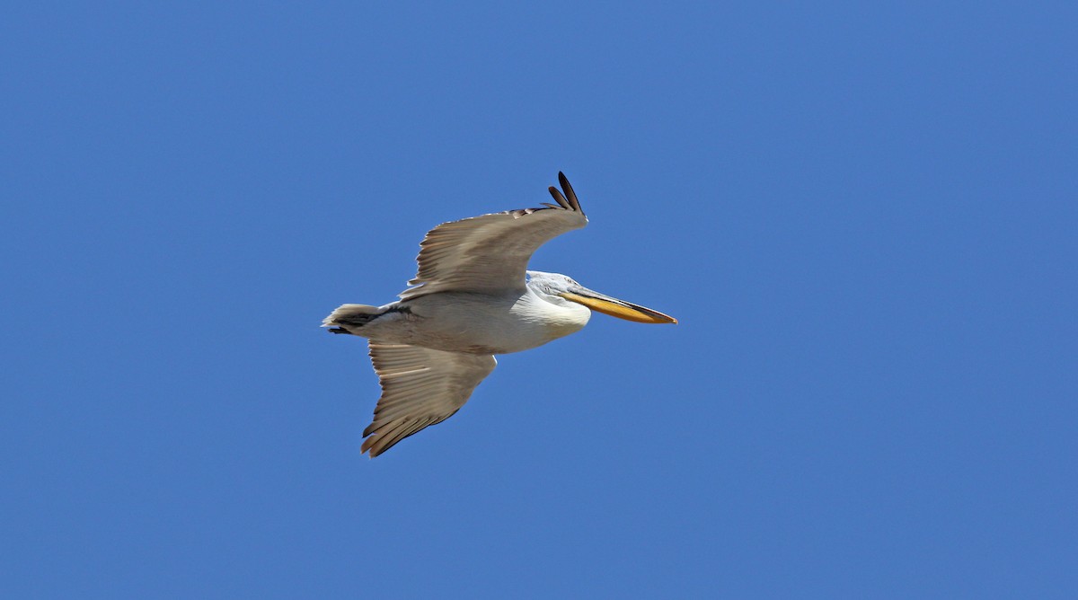 pelikán kadeřavý - ML618259281