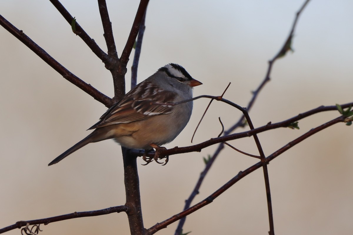 White-crowned Sparrow - ML618259293