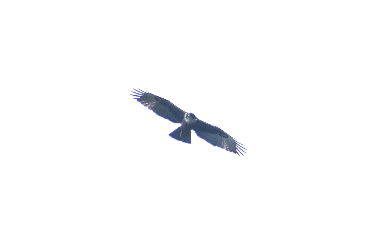 Águila Ventrirroja - ML618259313