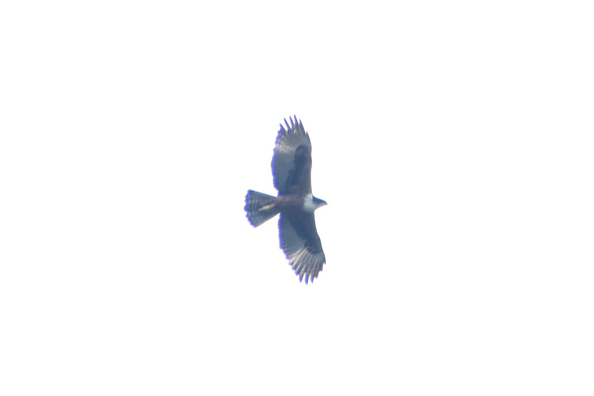 Rufous-bellied Eagle - ML618259318