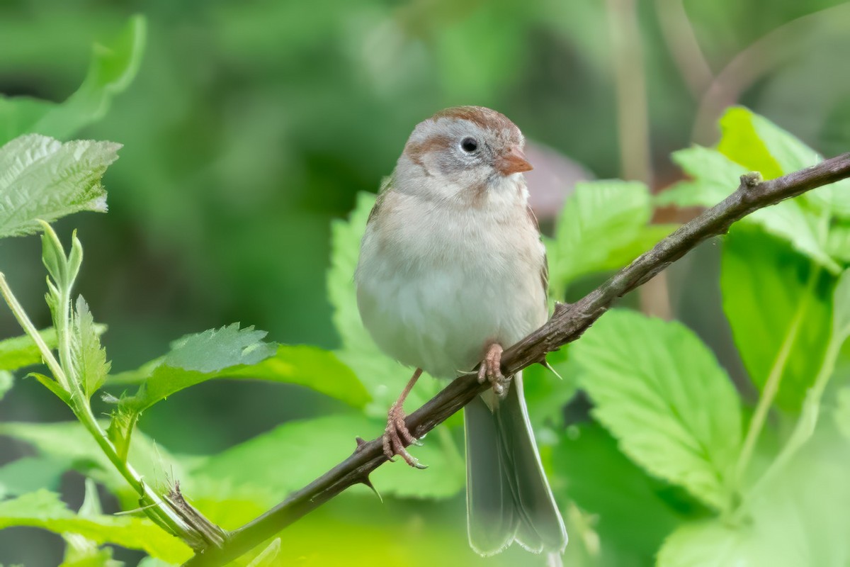 Field Sparrow - ML618259319