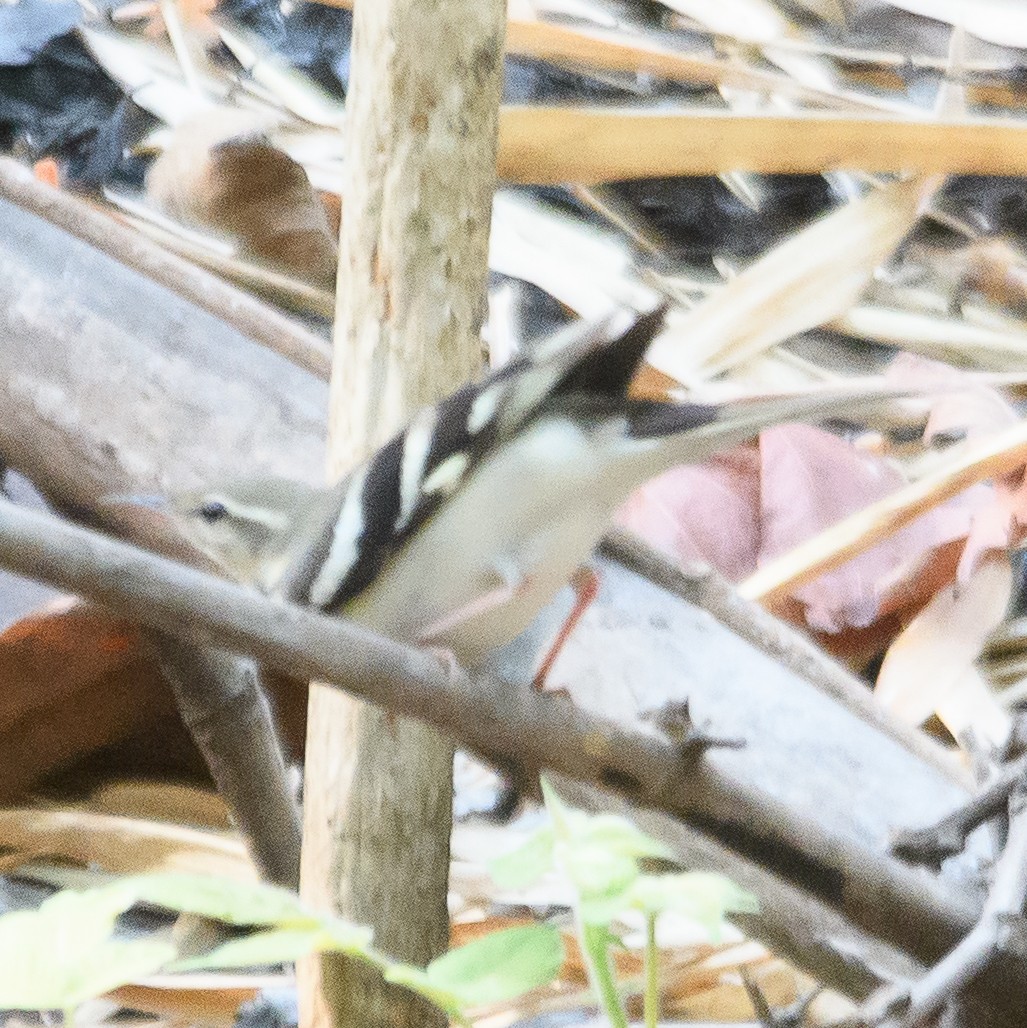 Forest Wagtail - ML618259326