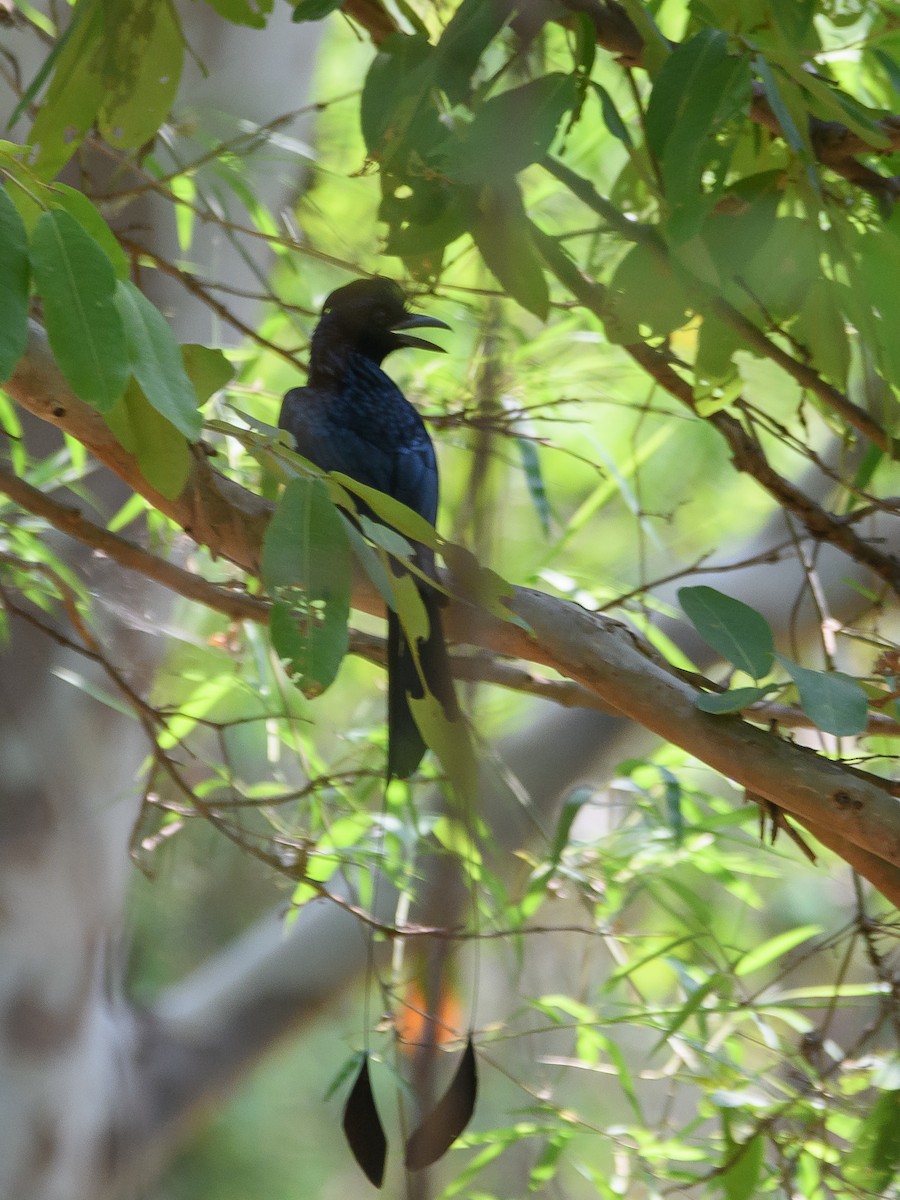 Greater Racket-tailed Drongo - ML618259343
