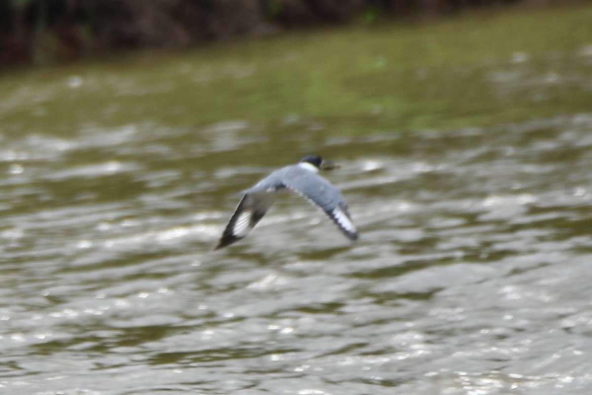 Belted Kingfisher - ML618259382