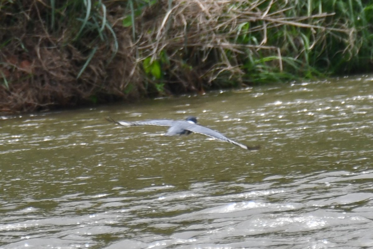 Belted Kingfisher - ML618259383