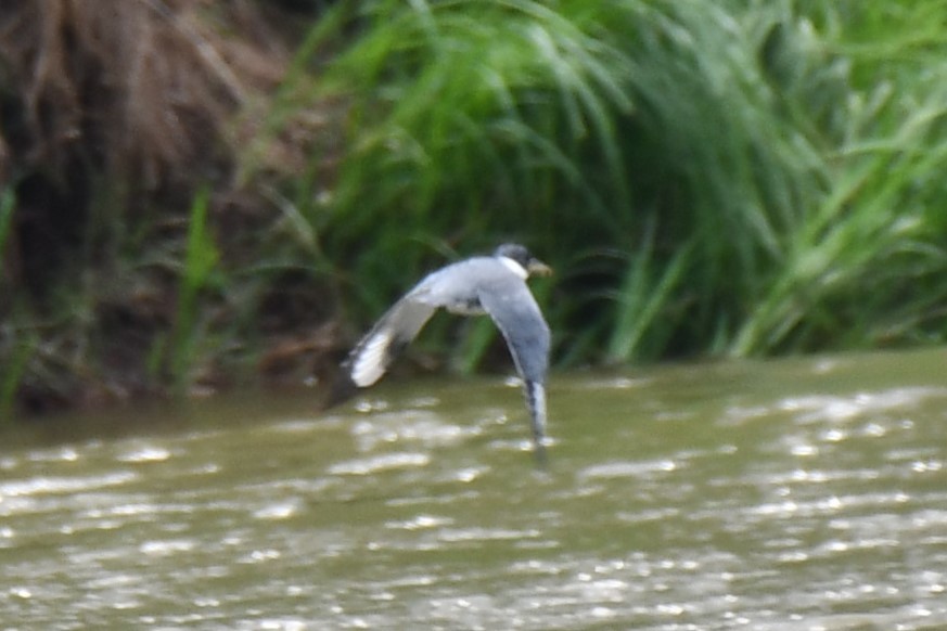 Belted Kingfisher - ML618259384