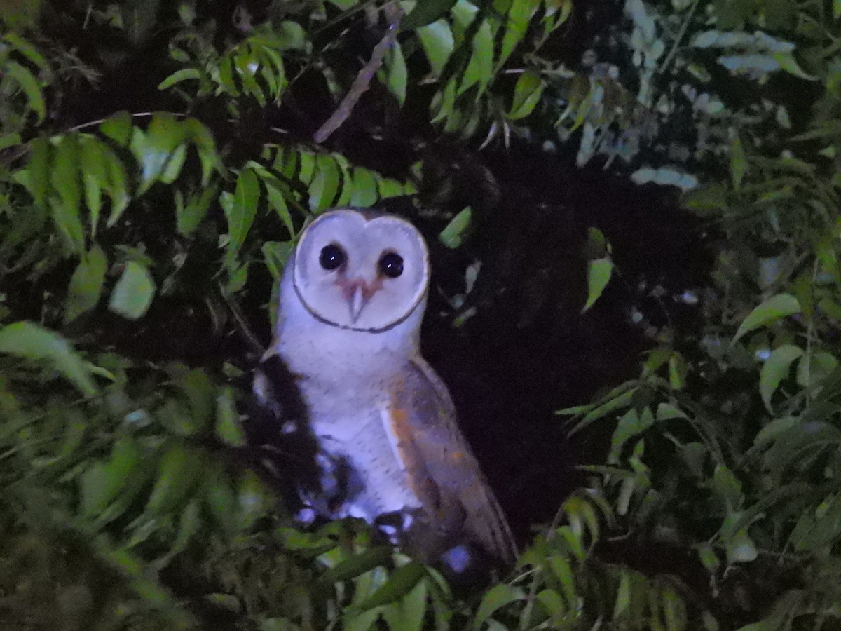 Barn Owl - Inuka Abayaratna