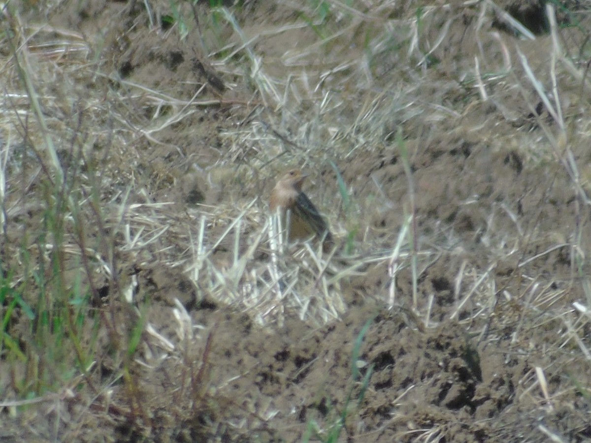 Red-throated Pipit - ML618259411