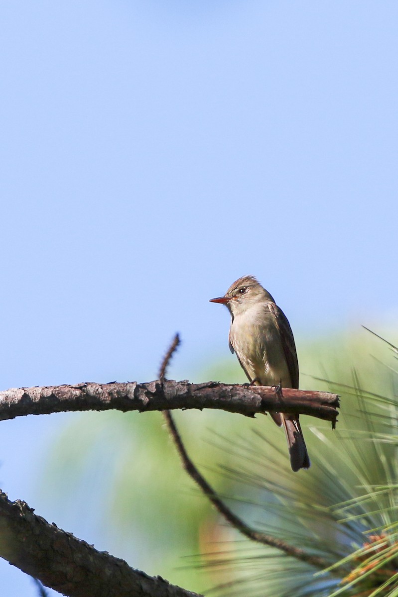 Greater Pewee - ML618259414