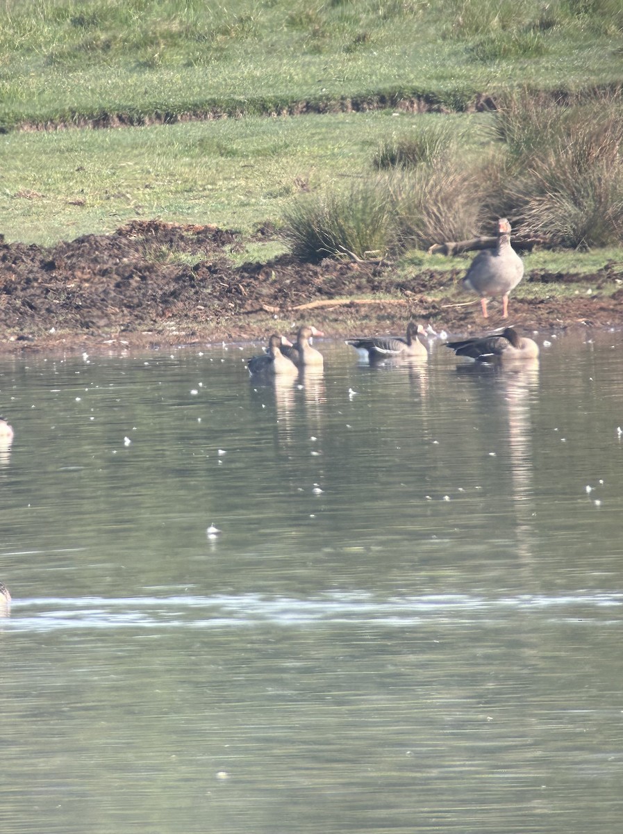 Greater White-fronted Goose - ML618259424