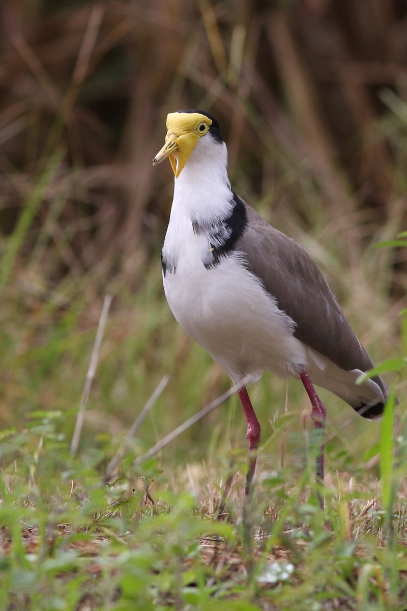 Masked Lapwing - Andrey Mikhaylov