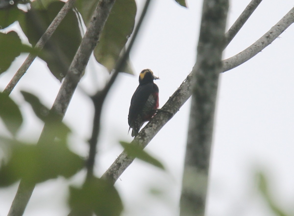 Yellow-tufted Woodpecker - ML618259446