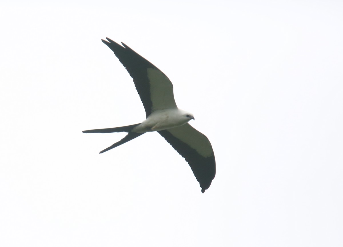 Swallow-tailed Kite - Desmond Allen