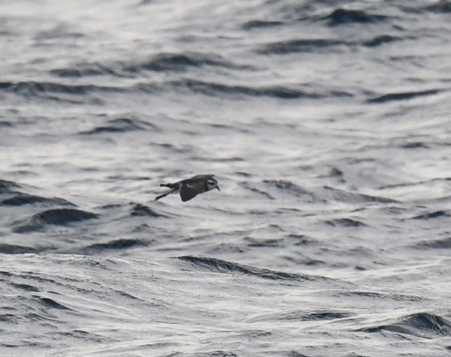 White-faced Storm-Petrel - ML618259515