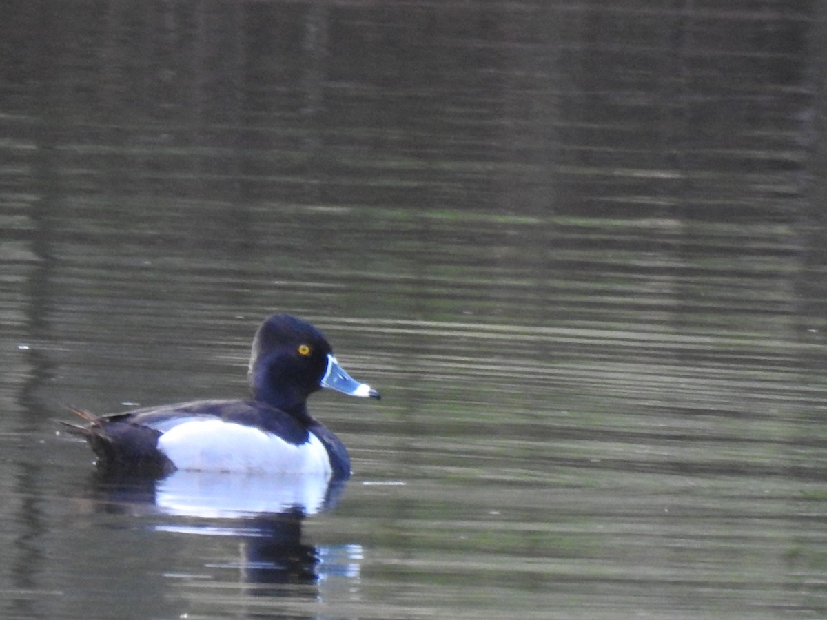 Ring-necked Duck - ML618259527