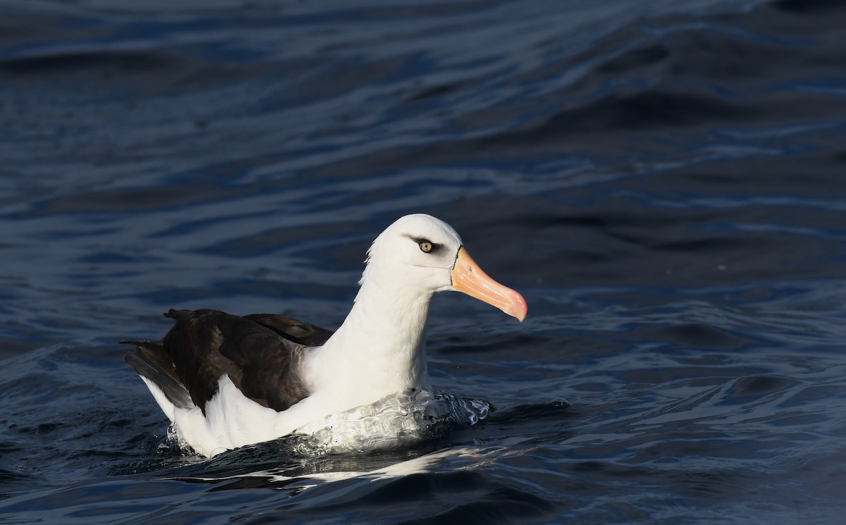 Albatros à sourcils noirs (impavida) - ML618259529