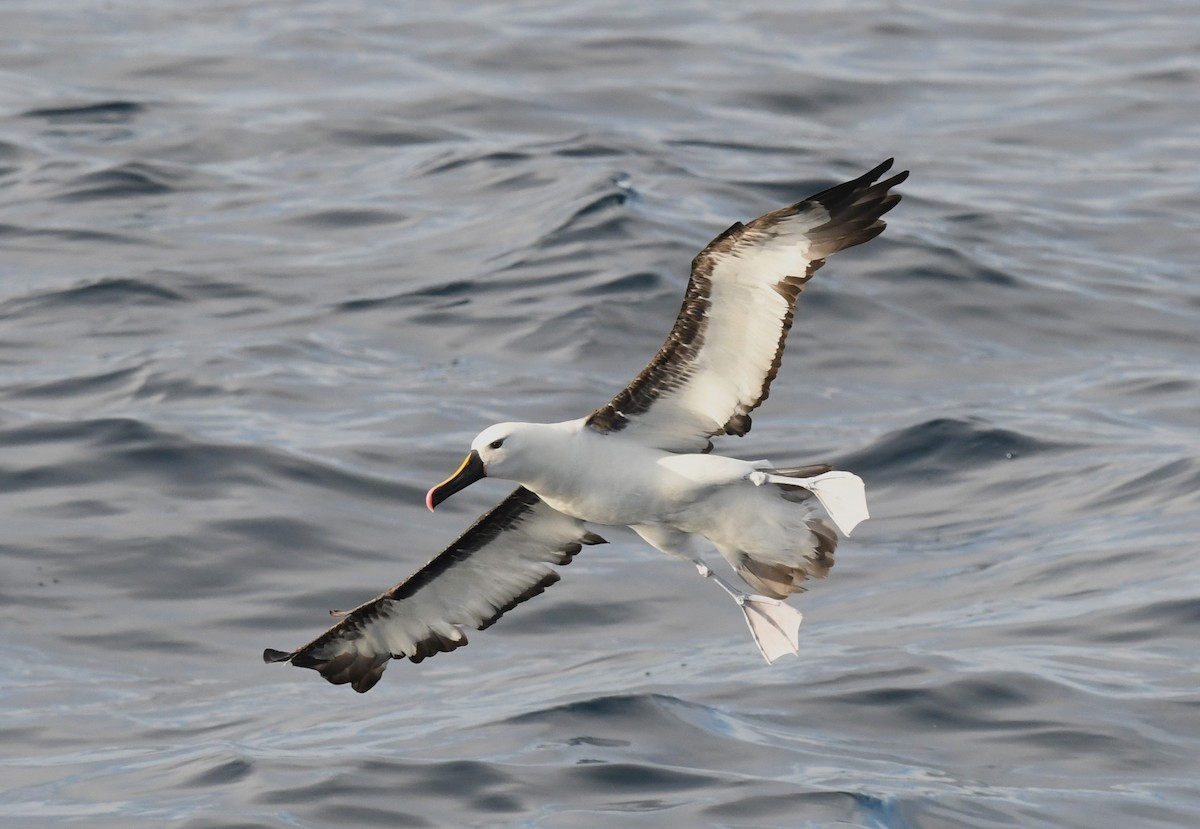 Indian Yellow-nosed Albatross - ML618259533