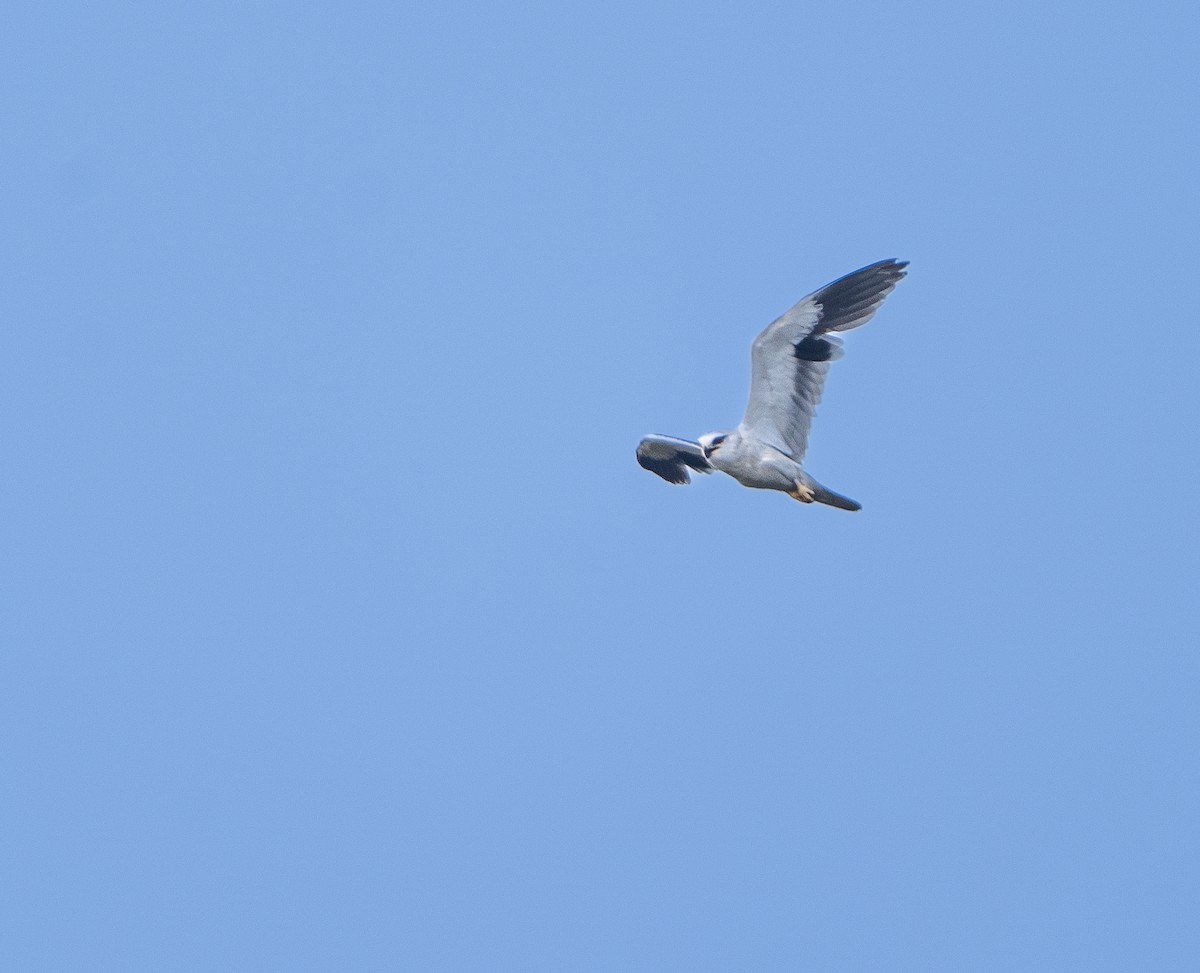 Black-winged Kite - ML618259537