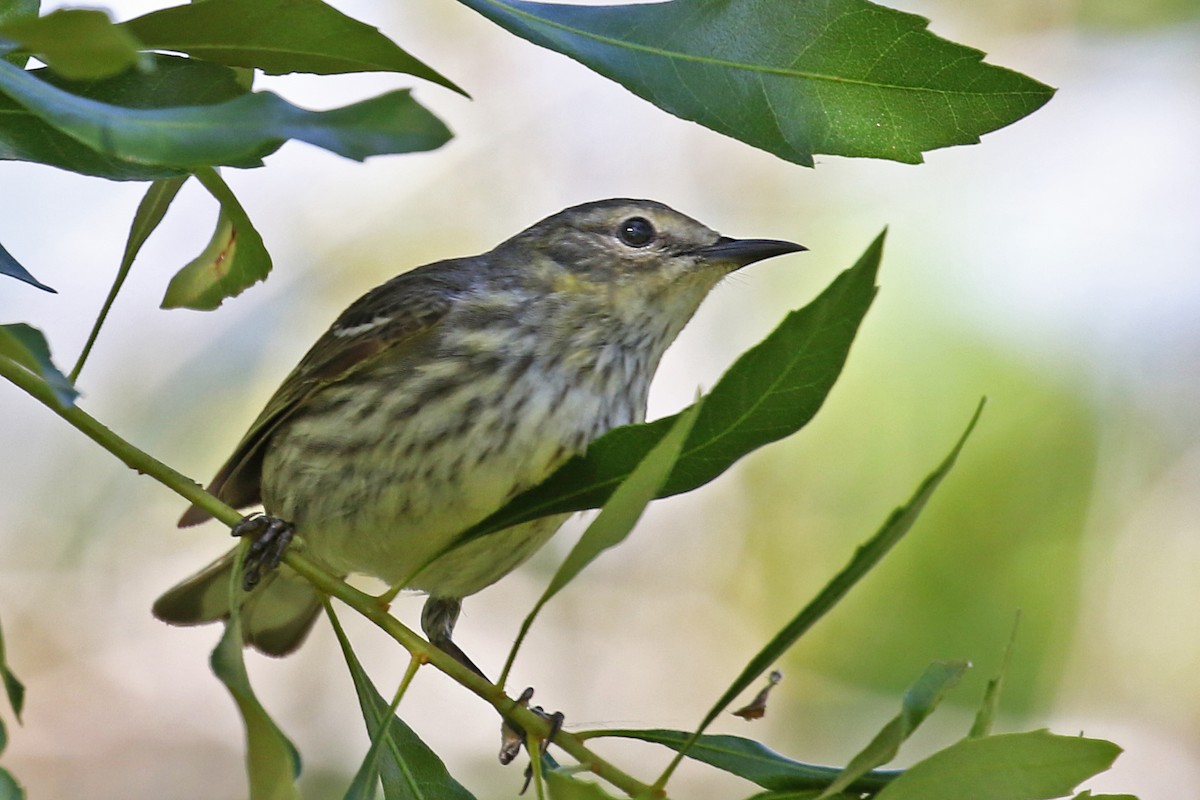 Cape May Warbler - ML618259538