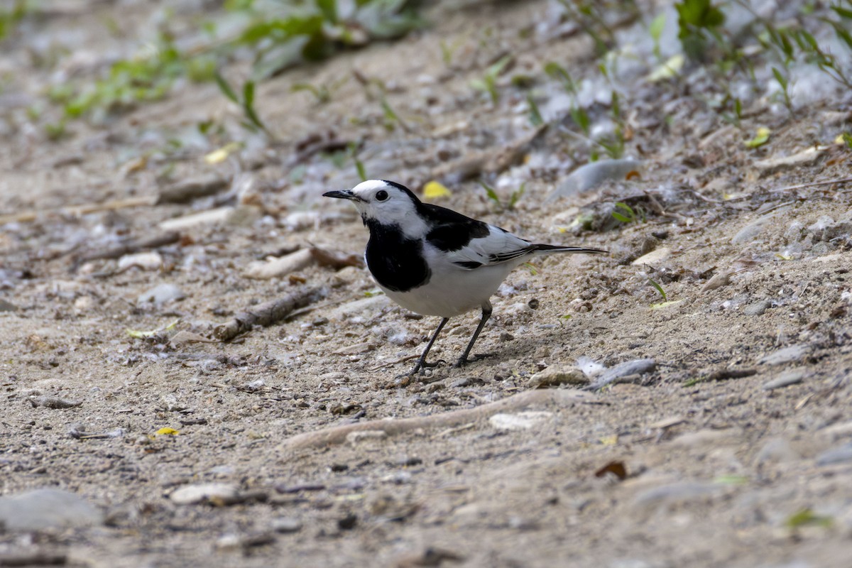 White Wagtail (Chinese) - Grant Fisher