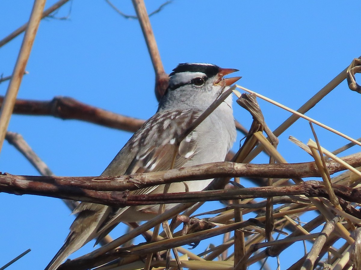 White-crowned Sparrow - Pamela Hunt