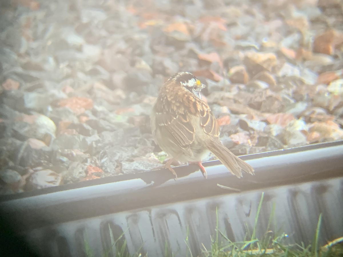 White-throated Sparrow - Anonymous