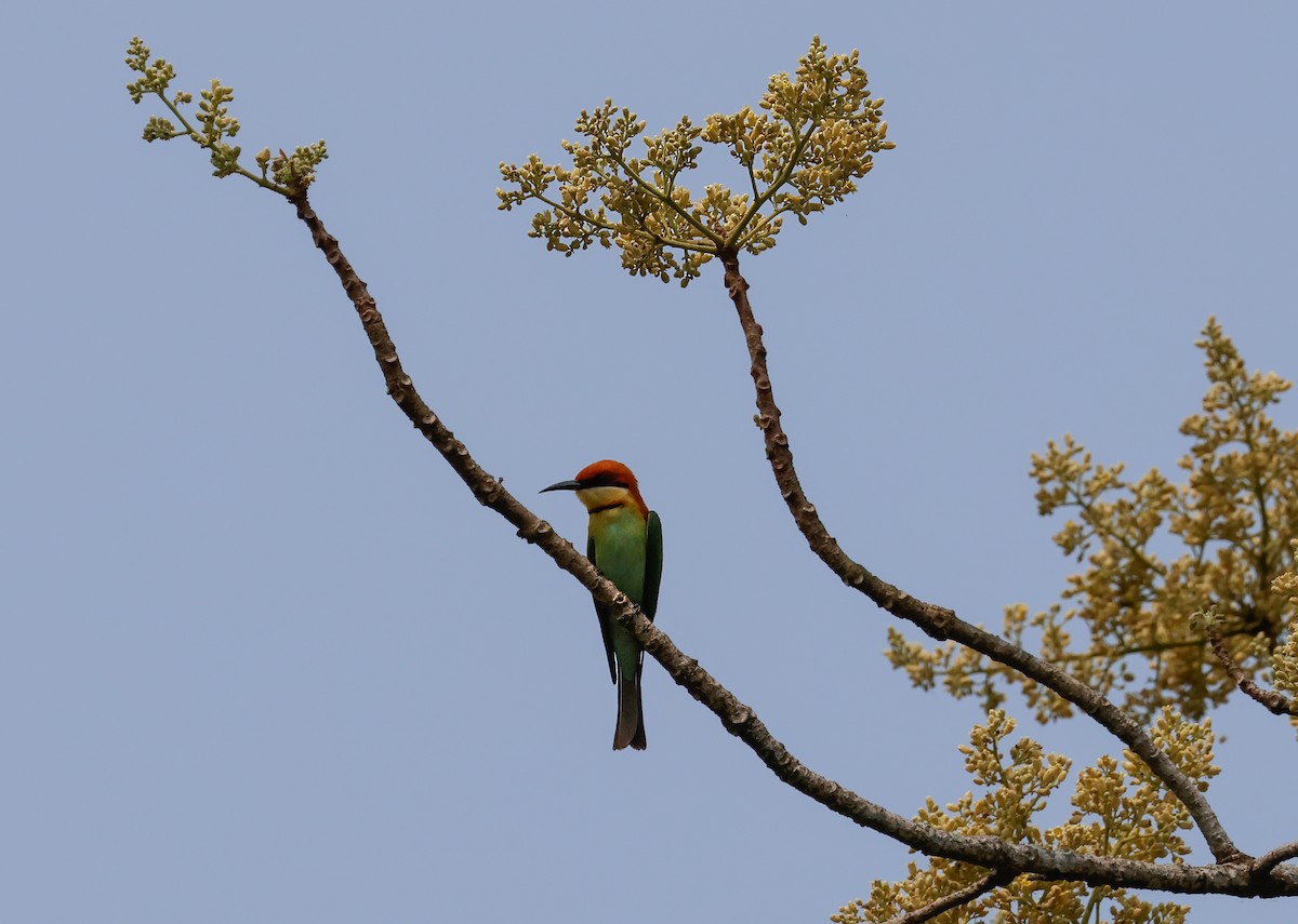 Chestnut-headed Bee-eater - ML618259617
