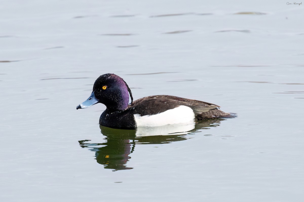 Tufted Duck - ML618259628