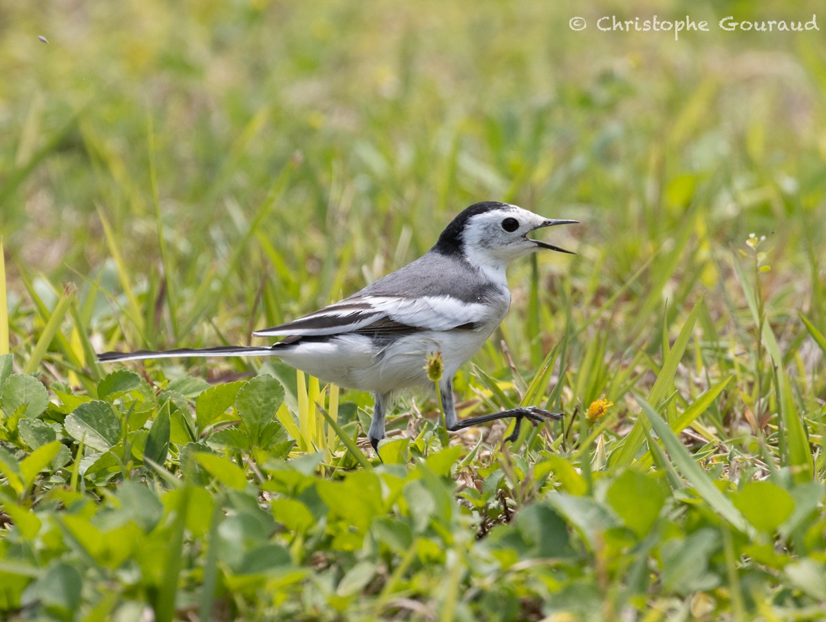 White Wagtail (Chinese) - Christophe Gouraud