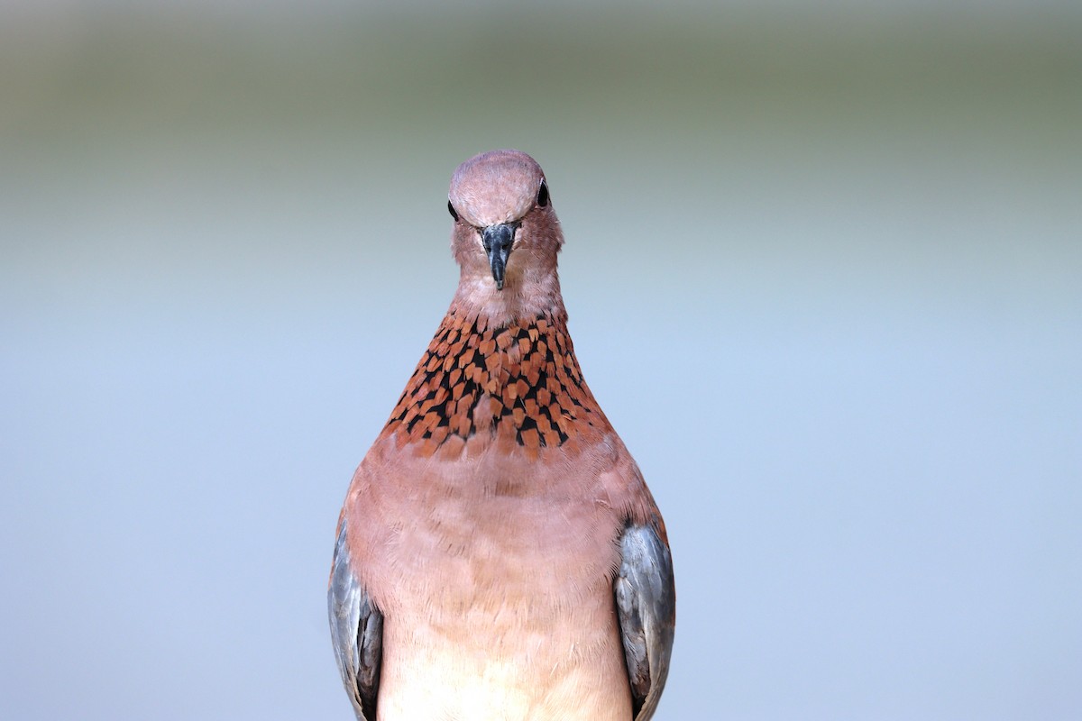 Laughing Dove - Marc Languy