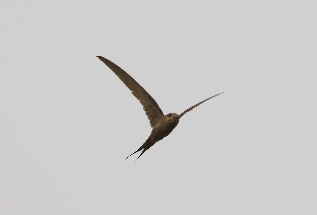 African Palm Swift - Marc Languy