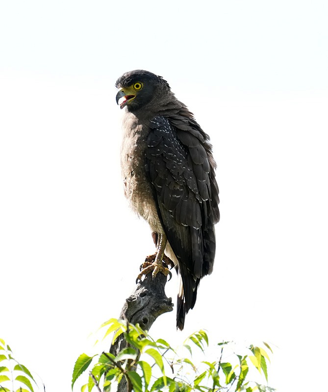 Crested Serpent-Eagle - Bushana Kalhara