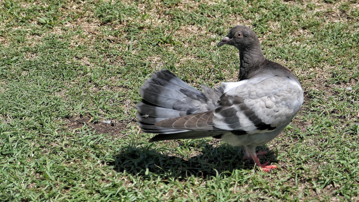 Сизый голубь (Одомашненного типа) - ML618259663