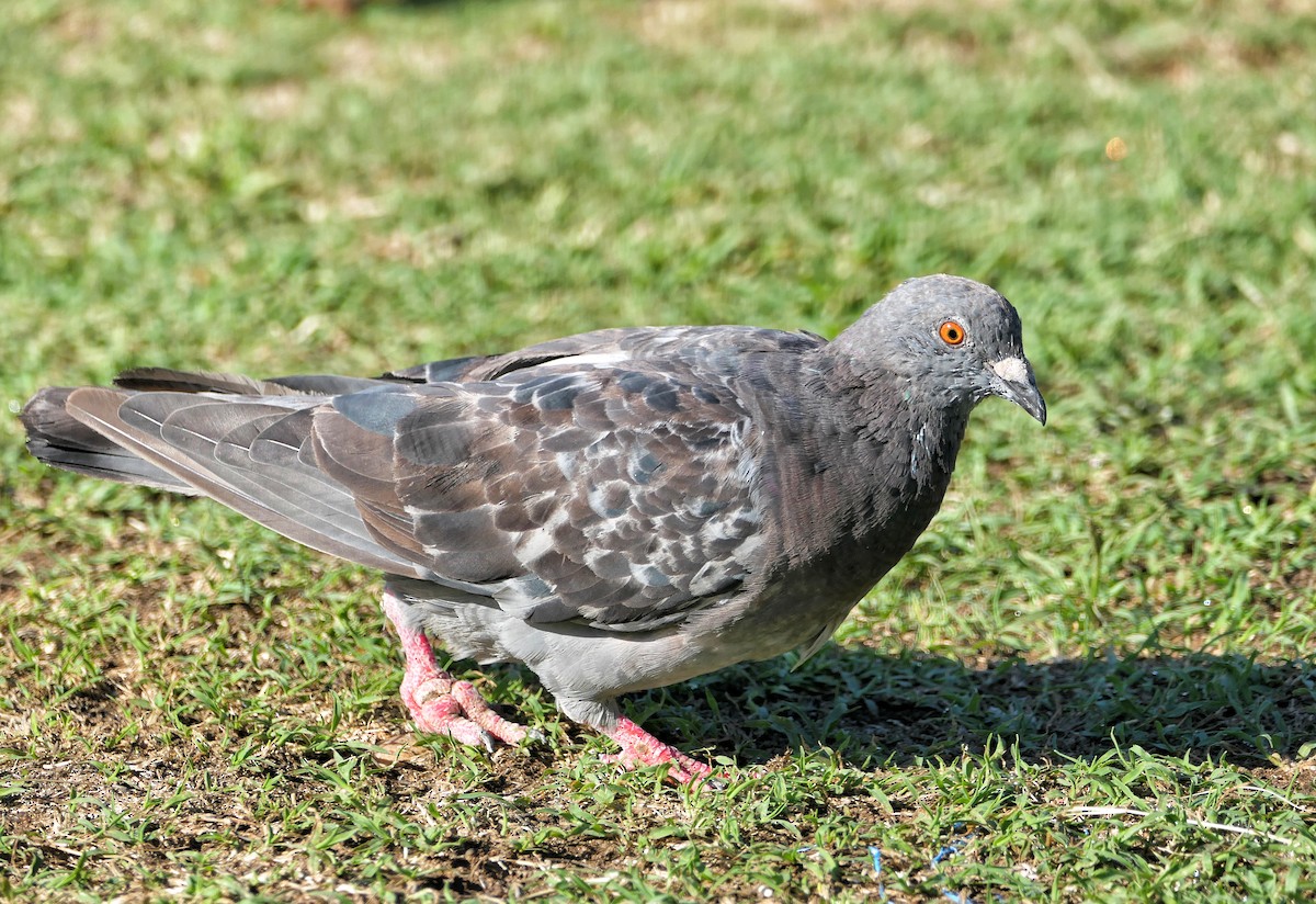 Rock Pigeon (Feral Pigeon) - ML618259667