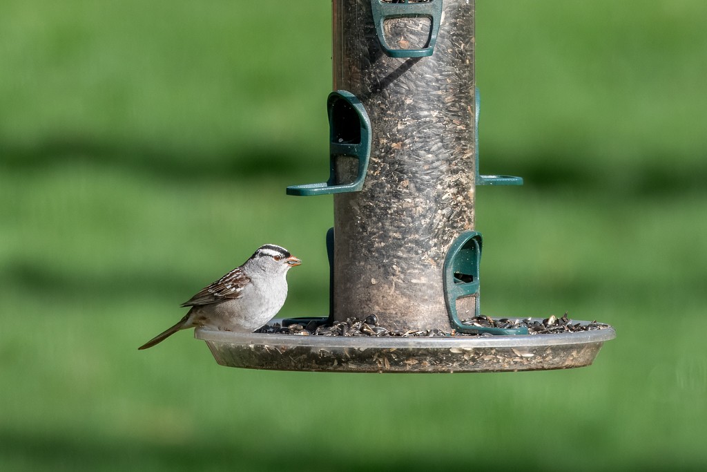 White-crowned Sparrow - Jim Keller