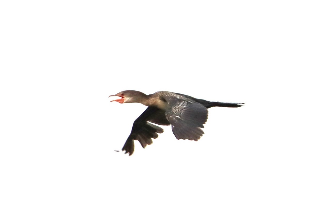 Long-tailed Cormorant - ML618259677