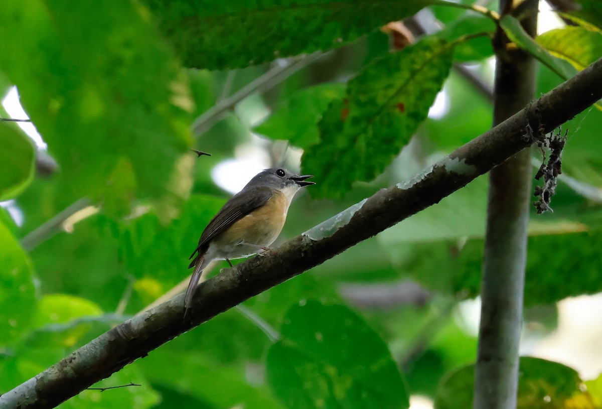 Pale-chinned Flycatcher - ML618259689
