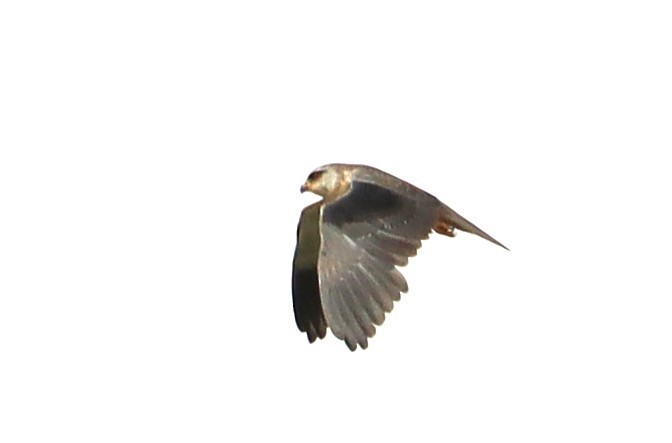 Black-winged Kite - ML618259711