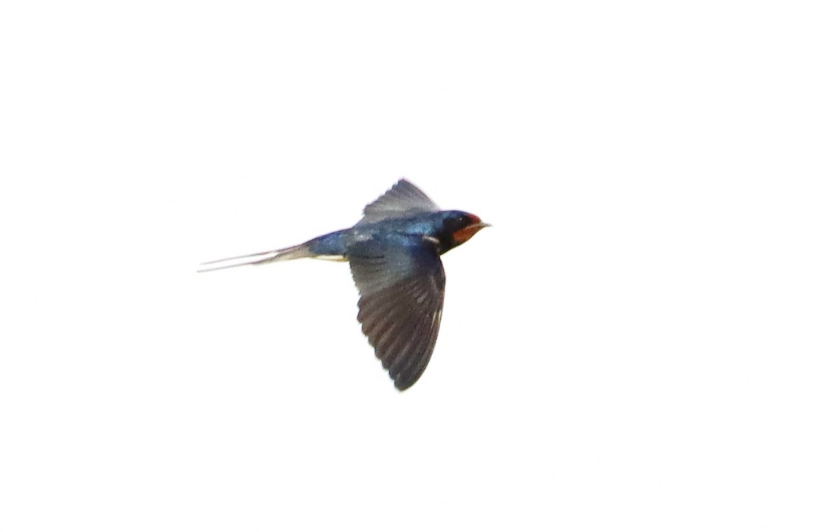 Barn Swallow - ML618259740