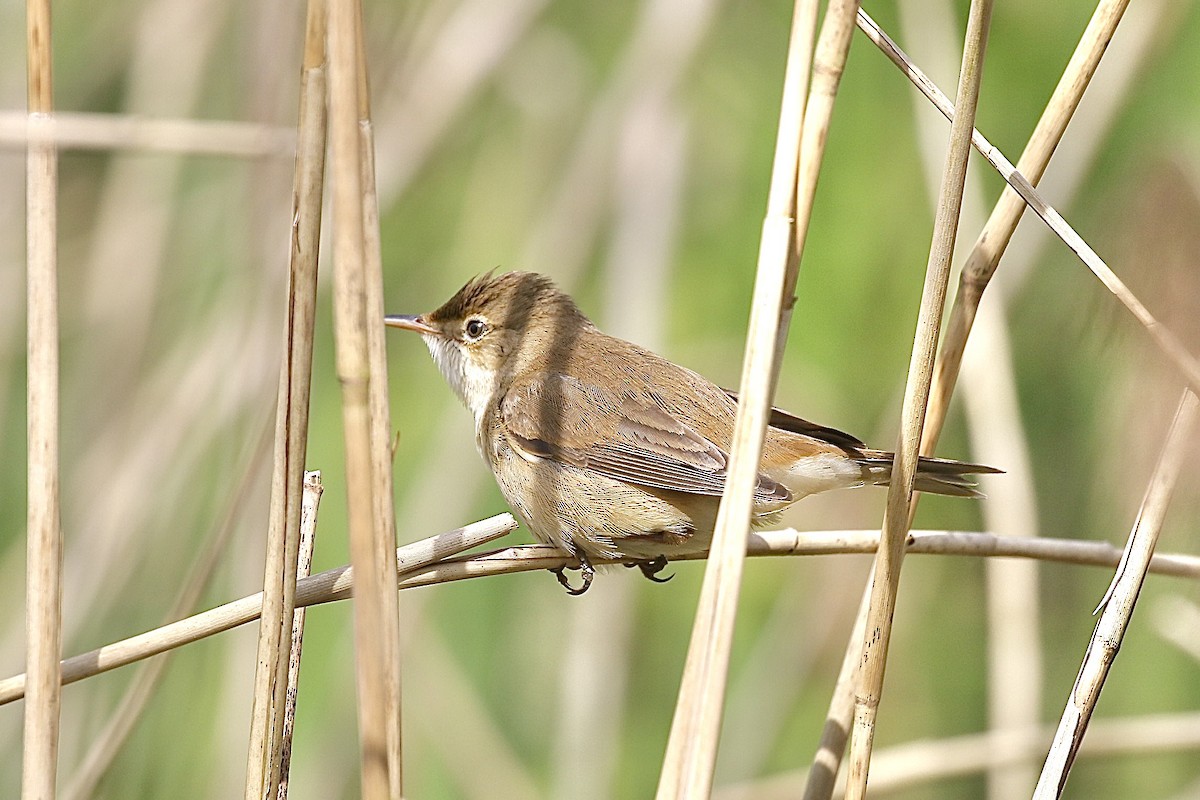 Common Reed Warbler - ML618259759