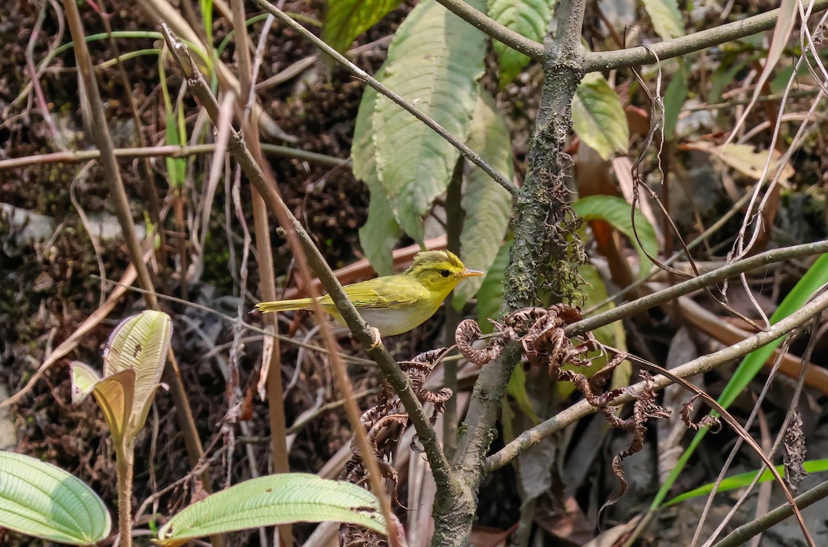 Yellow-vented Warbler - ML618259797