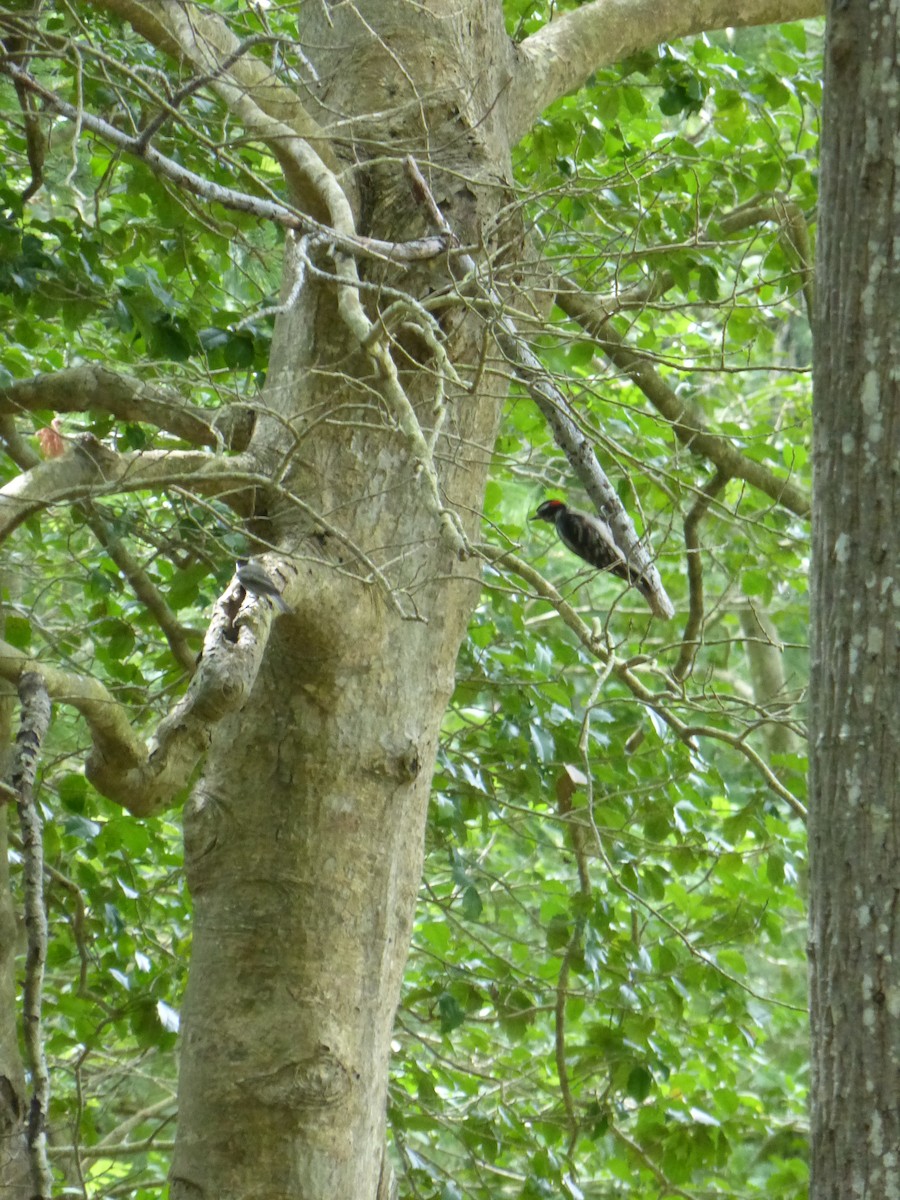 Downy Woodpecker - ML61825981