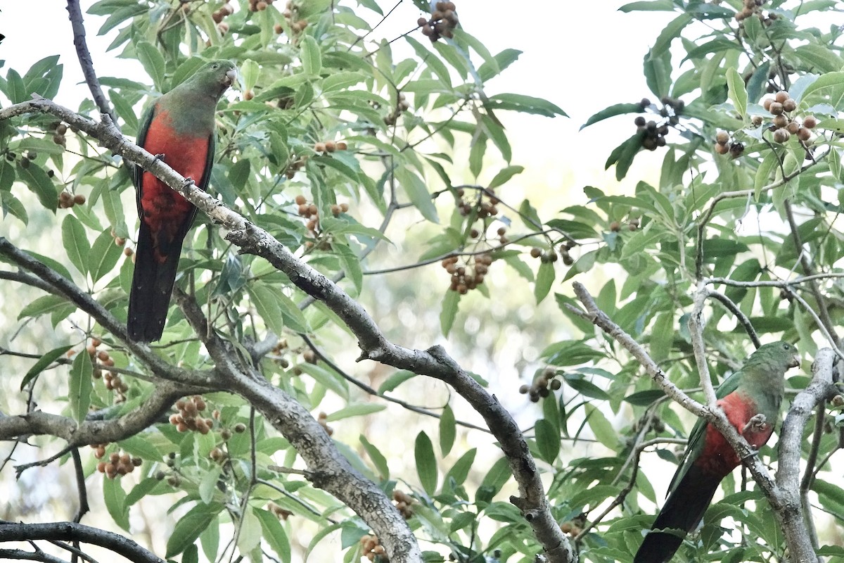 Australian King-Parrot - ML618259818