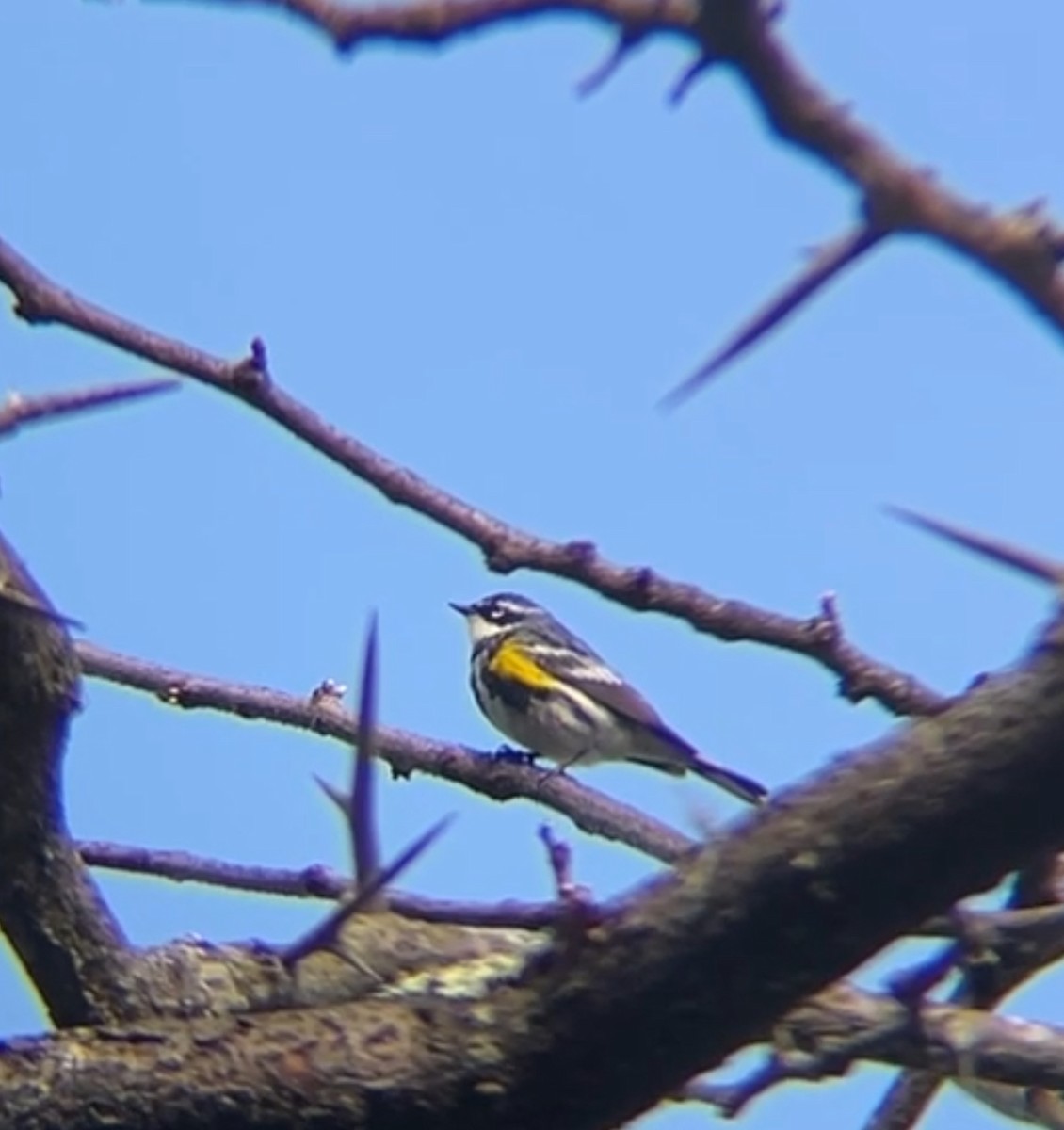 Yellow-rumped Warbler - ML618259821
