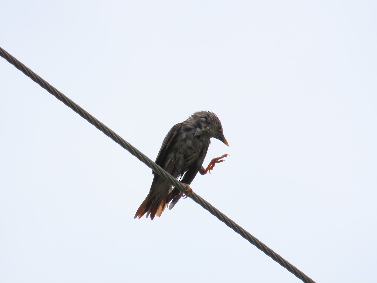 Chestnut-tailed Starling - ML618259833