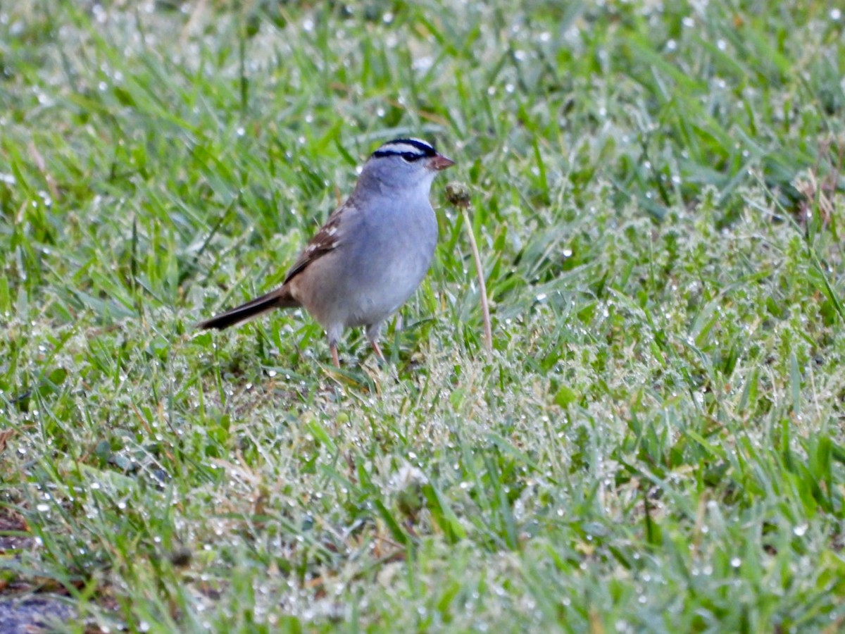 White-crowned Sparrow - ML618259840