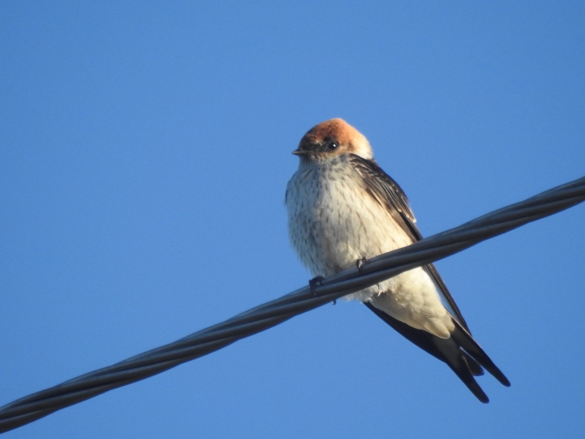 Greater Striped Swallow - Alastair Newton