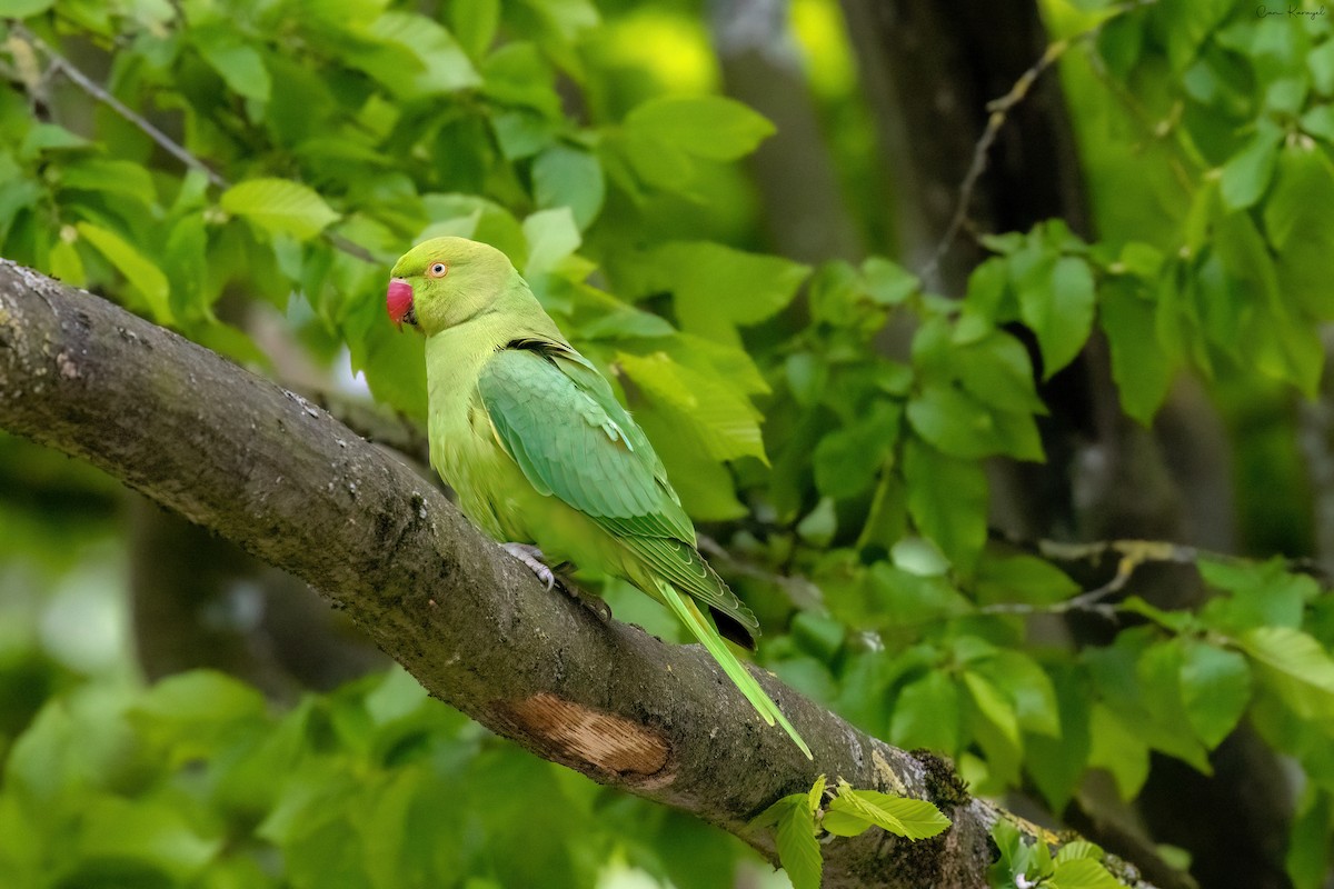 Rose-ringed Parakeet - Can Karayel