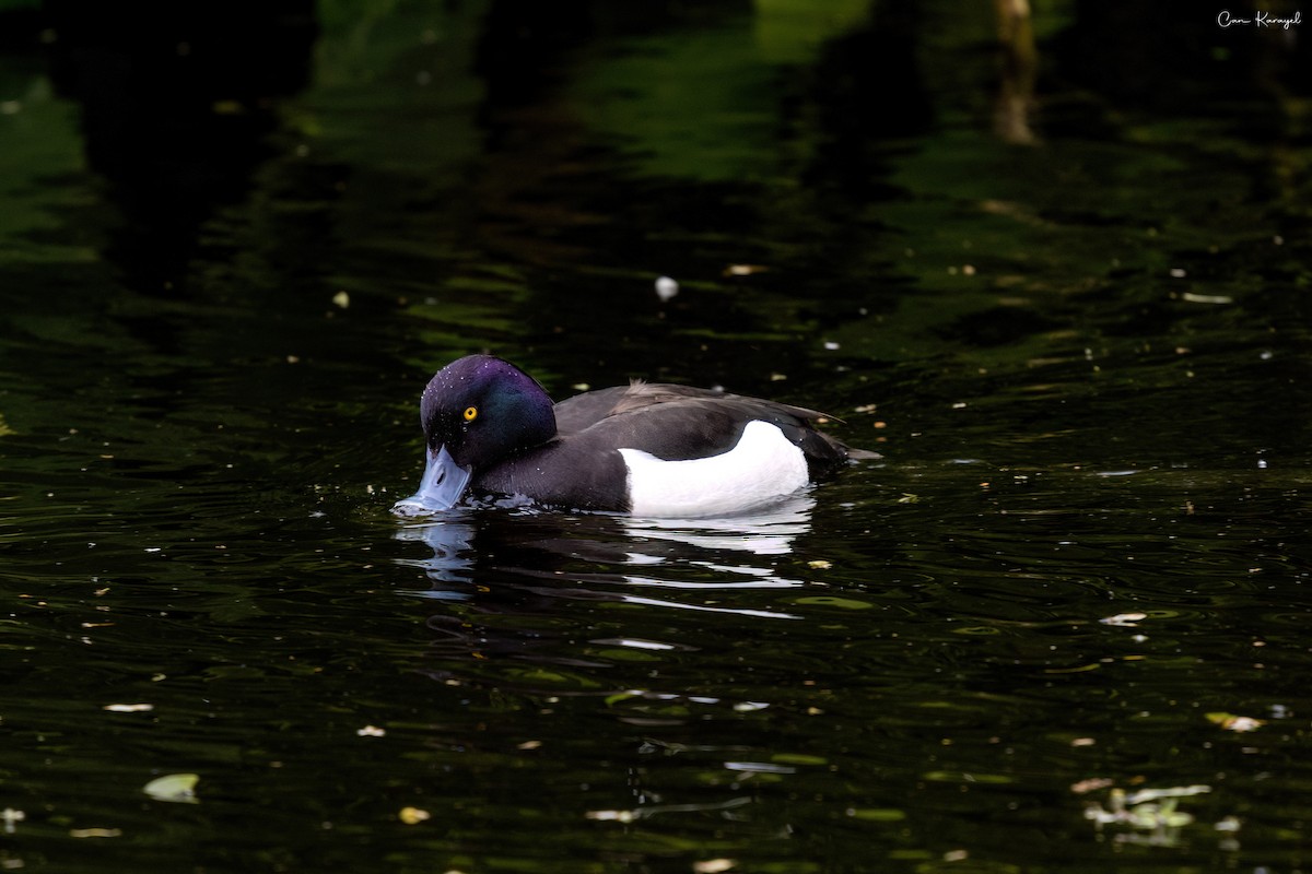 Tufted Duck - ML618259897